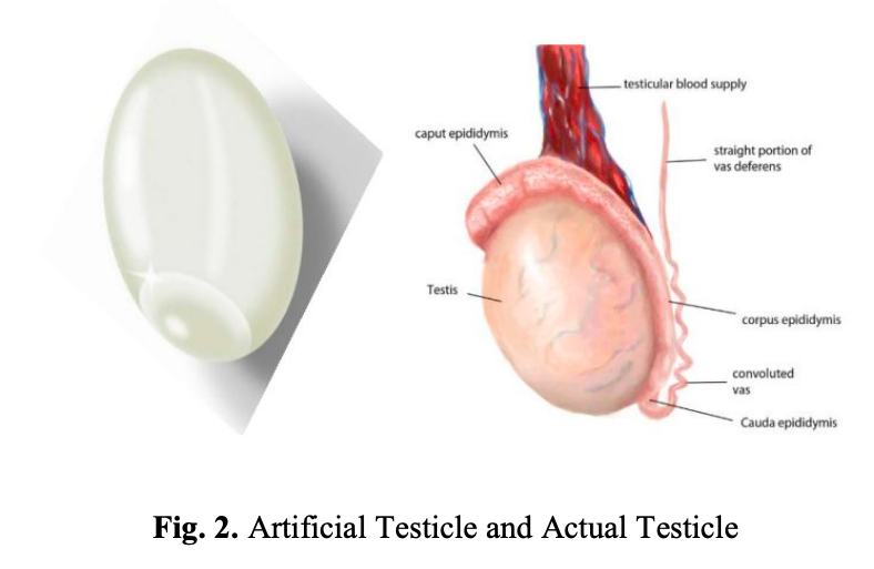 Korean Scientists Use 3D Printer to Create Low-cost Patient-specific Prosthetic Testicles