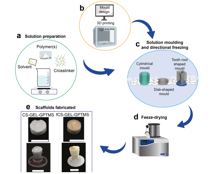 Researchers Move Closer to Regenerative Dentistry with 3D Printing