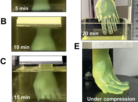 Rapid New Bioprinting Method Unlocks Potential of Human Tissue Transplants