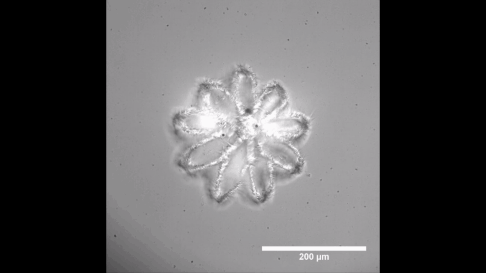 Prellis Biologics Debuts Generative Design for 3D Printed Scaffolds, Unlocks Valuable Time for Tissue Engineers