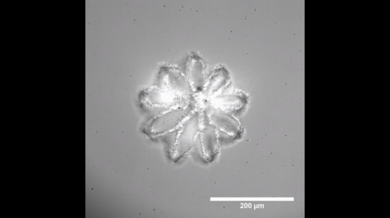 Prellis Biologics Debuts Generative Design for 3D Printed Scaffolds, Unlocks Valuable Time for Tissue Engineers