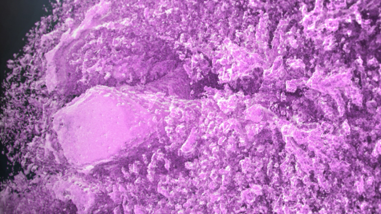 Transcriptic and 3Scan Form Strateos 3D Medical Imaging Company