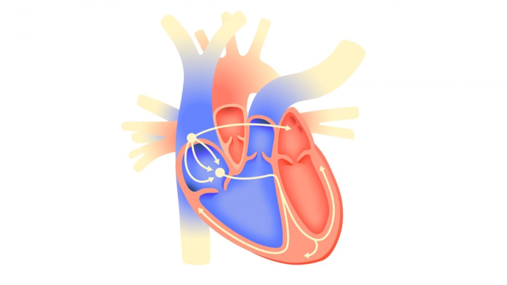 3D Printed Optical Cardiography System Supports Arrhythmia Studies ...