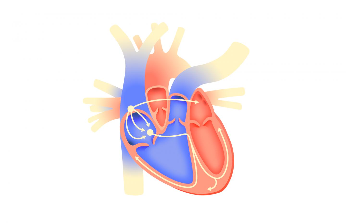 3D Printed Optical Cardiography System Supports Arrhythmia Studies