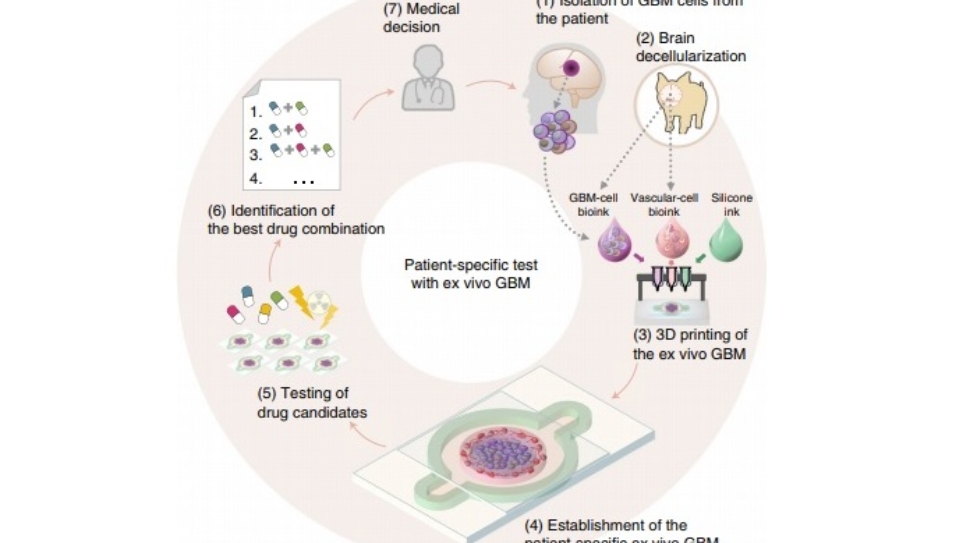 South Korean Scientists Use 3D Bioprinting to Understand Brain Cancer Treatments