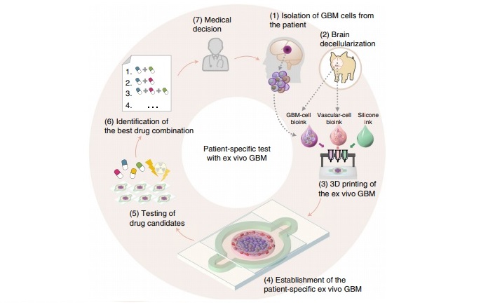 South Korean Scientists Use 3D Bioprinting to Understand Brain Cancer Treatments