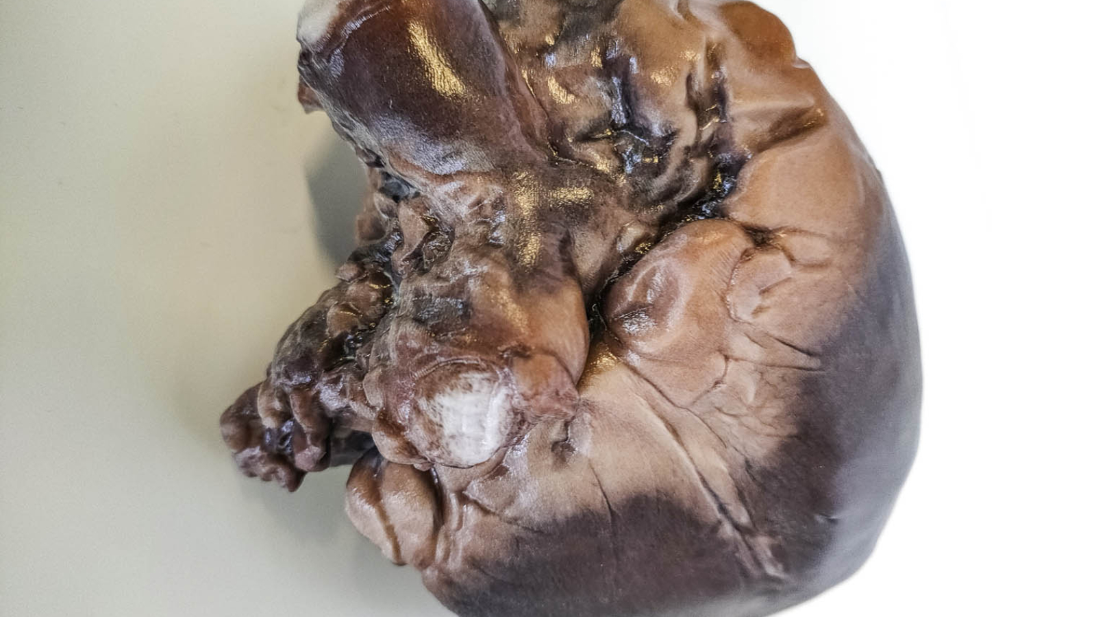 Mimaki 3D Printing Brings Full Color Realism and Accuracy to Anatomical Models