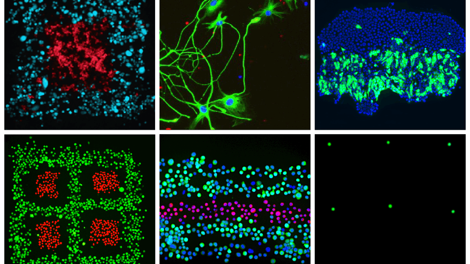 Fluicell Partners with Swedish Researchers to 3D Bioprint Complex Brain Cell Structures