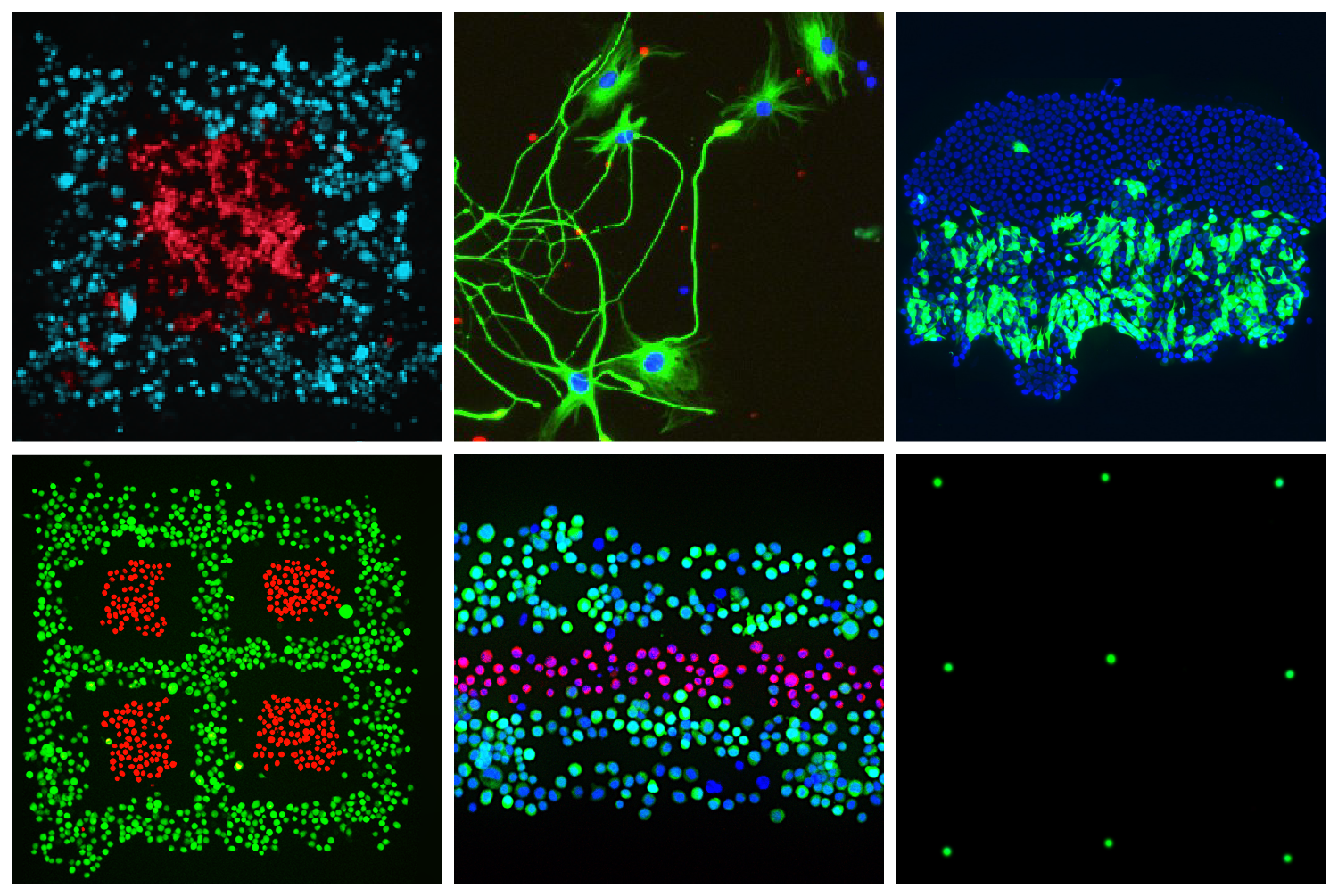 Fluicell Partners with Swedish Researchers to 3D Bioprint Complex Brain Cell Structures