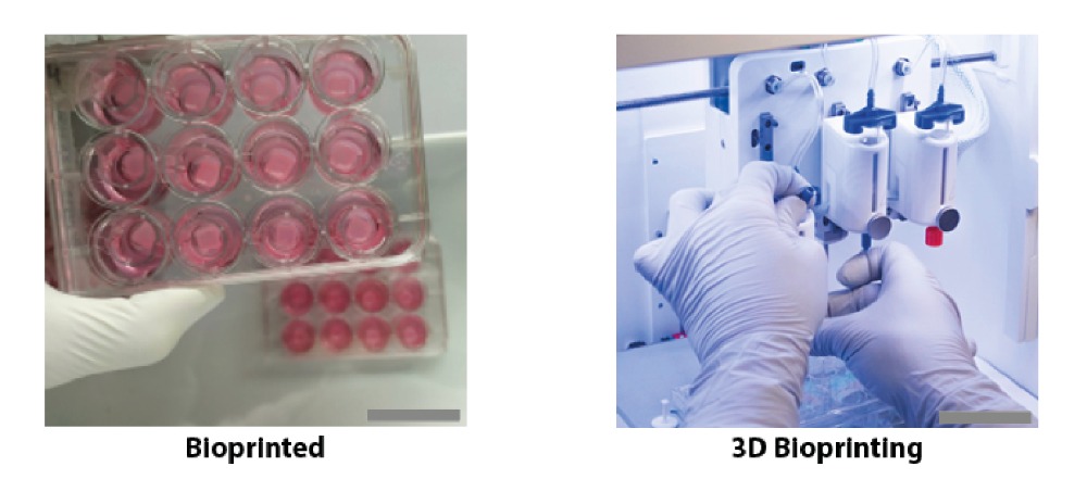 “World’s First” 3D Printed Immunized Skin Model Enables Cold Plasma Wound Healing Treatment for Burns