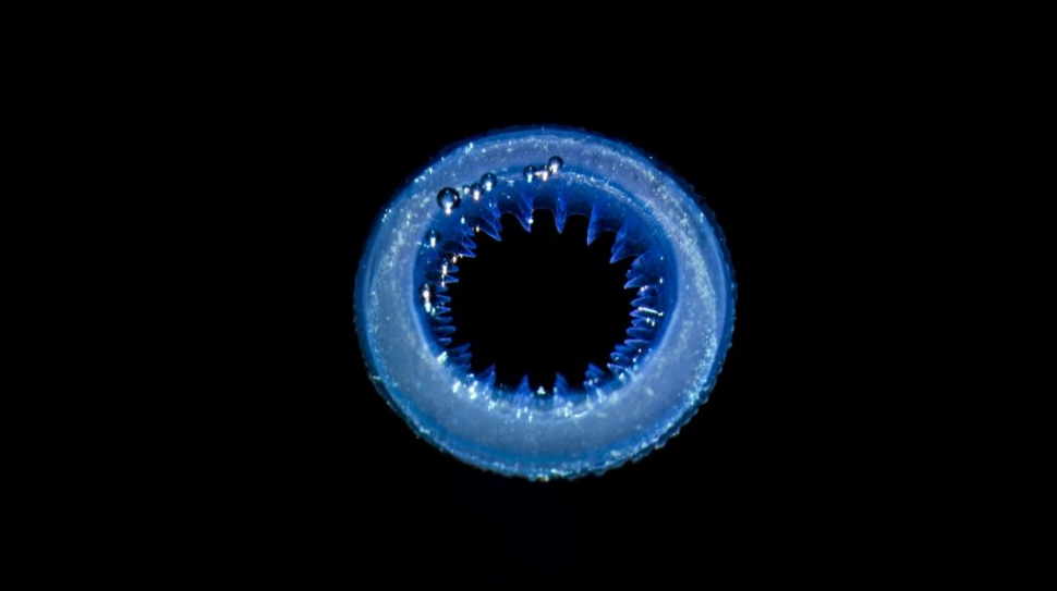 Ultra-rapid Volumetric 3D Printer Speeds Up Medical Research