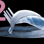 Cairn Surgical Advances Breast Cancer Surgery Technology with ISO 13485 Accreditation