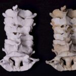 Masaryk University Launches Free 3D Anatomy Portal for Medical Training