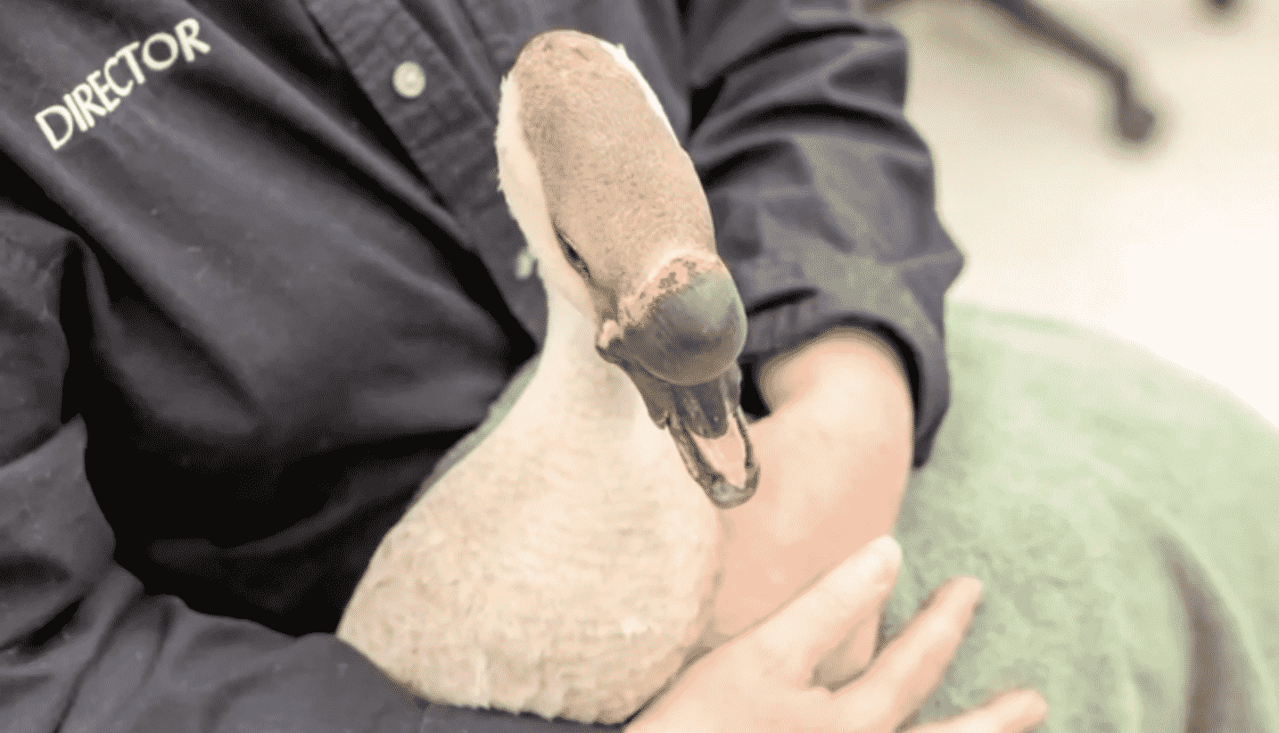 bruce the goose
