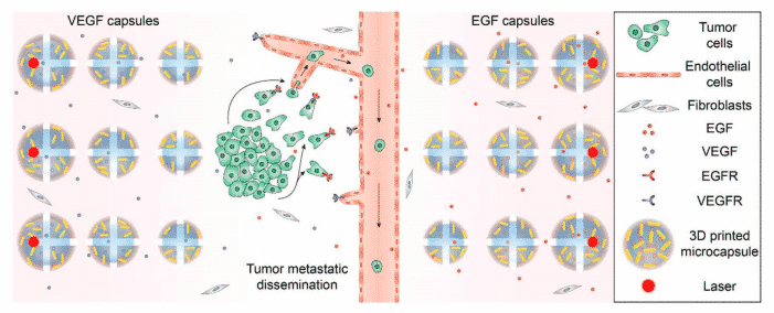 A visual representation of how the 3D printed microcapsules work. Image via the University of Minnesota.