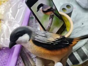 LCD 3D Printed and Fine-Painted Simulation Bird Scale Model