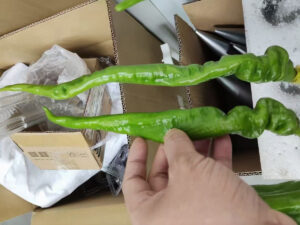 SLA 3D Printed Full-scale Resin Pepper Fake Food Models