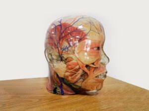 PolyJet 3D Printed Full-color Human Half Brain Model