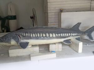 SLA 3D Printed Large-format Assembled Resin Chinese Sturgeon Model for Education Purpose