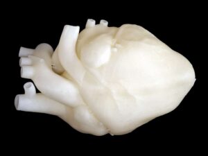 DLP 3D Printed Flexible Resin Anatomical Heart Model