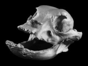 DMLS 3D Printed Titanium Animal Skull Model