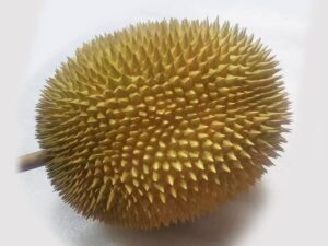 SLA 3D Printed and Painted Resin Durian Fake Food Model