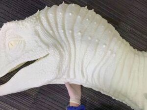 SLA 3D Printed Dinosaur Head Resin Garage Kit