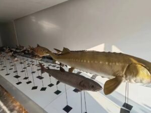 SLA 3D Printed Lifelike Resin Fish Models for Museum Display