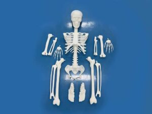 SLA 3D Printed Human Skeleton Resin Anatomical Model