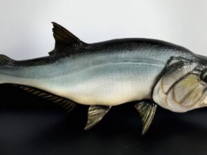 SLA 3D Printed Lifelike North American Payara Fish Model