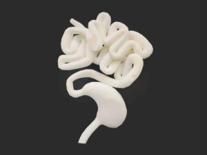 SLA 3D Printed Gastrointestinal Tract Anatomical Model