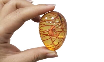 PolyJet 3D Printed Biological Embryo and Vascular Models