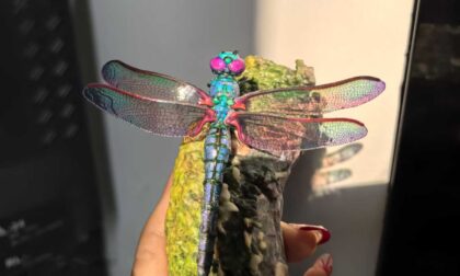 PolyJet 3D Printed Iridescent Transparent Dragonfly Model