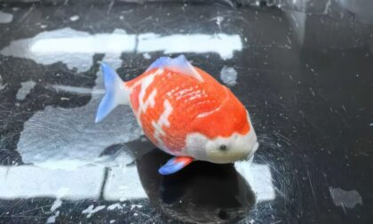 PolyJet 3D Printed Red and White Goldfish Model