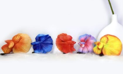 WJP 3D Printed Full-Color Betta Fish Showcase High-Fidelity Realism