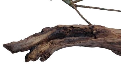 WJP 3D Printed Hyper Realistic Wood Branch