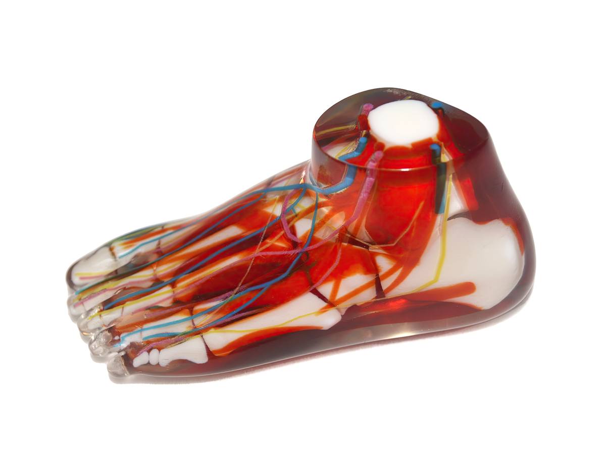 PolyJet 3D printed human foot anatomical model